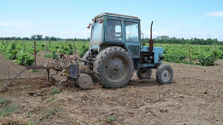 Весенне-полевые работы продолжаются на виноградниках Ставрополья