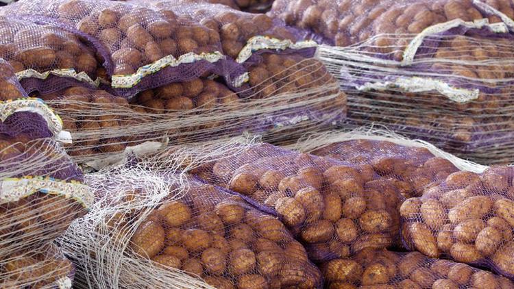 На Ставрополье в 2021 году собрали более 142 тысяч тонн картофеля
