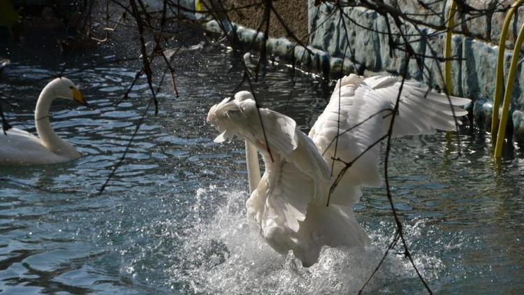 В Ставрополе лебедей из Центрального парка отправили на зимовку