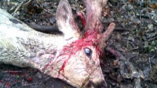 На Ставрополье разыскивают охотников, убивших косуль в Русском лесу