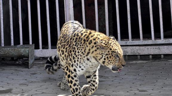 Ставропольская прокуратура выявила запрещенный сайт по продаже леопардов