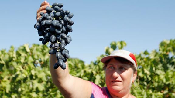 На Ставрополье собрали более 2 тысяч тонн столового винограда