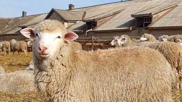 На Ставрополье 61 год выращивают уникальных овец