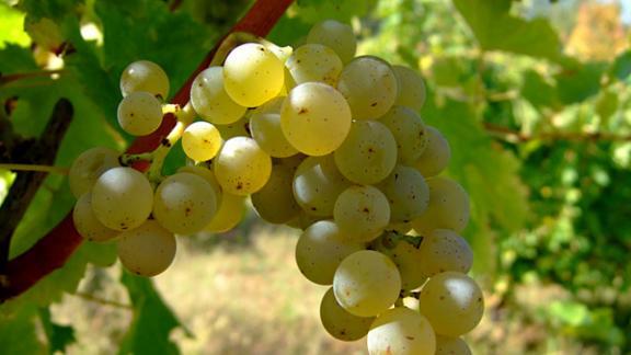 На Ставрополье собрано 250 тонн винограда столовых сортов