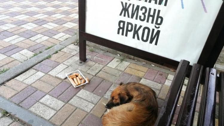 Пёс-инвалид из приюта Ставрополя переехал в США 