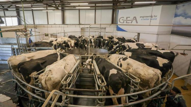 Совершенные коровы: как учёные будут развивать «молочный» потенциал Ставрополья