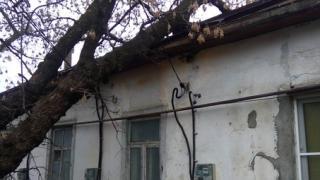 В Ставрополе дерево упало на крышу дома