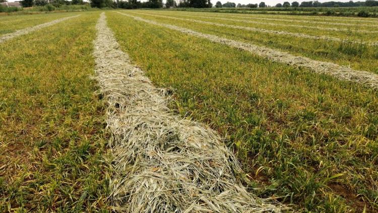 В Петровском округе Ставрополья предстоит убрать более 123 тысяч гектаров зерновых