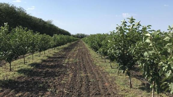 Фермеры Ставрополья развивают суперинтенсивное садоводство черешни
