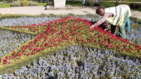 На клумбах Ставрополя к лету высадят 750 тысяч цветов