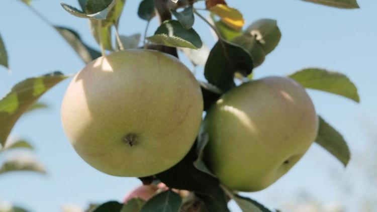 Ставропольские яблоки участвуют в конкурсе «Вкусы России»