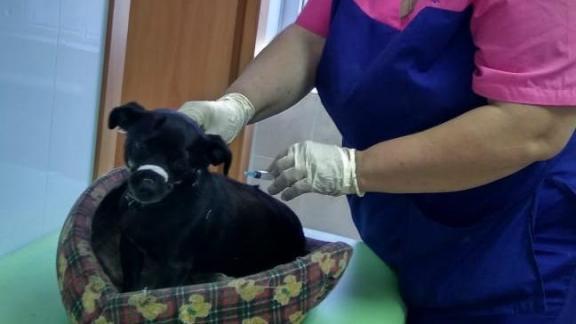 В Пятигорске ветеринары прививают домашних питомцев от бешенства