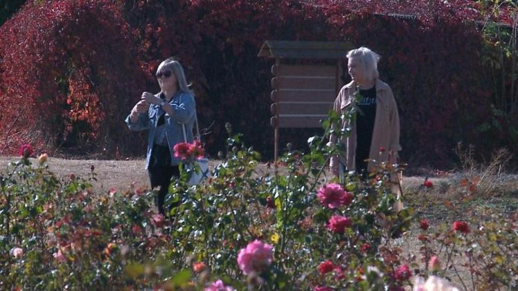 Тёплая погода способствует цветению роз в ботаническом саду Ставрополя