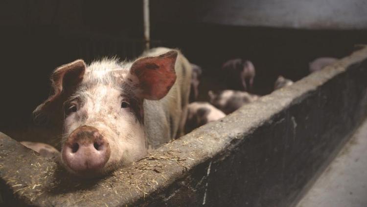 На Ставрополье производство продукции свиноводства увеличилось на 4 процента
