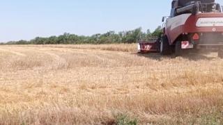 В Андроповском округе Ставрополья одновременно с уборкой зерновых идёт заготовка кормов