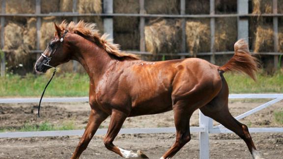Ставрополье наращивает экспорт племенных лошадей