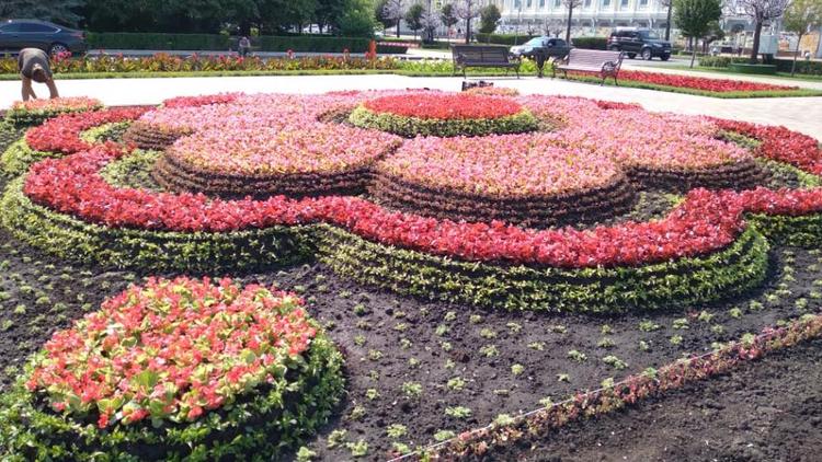 В центре Ставрополя высадили 174 тысячи цветов