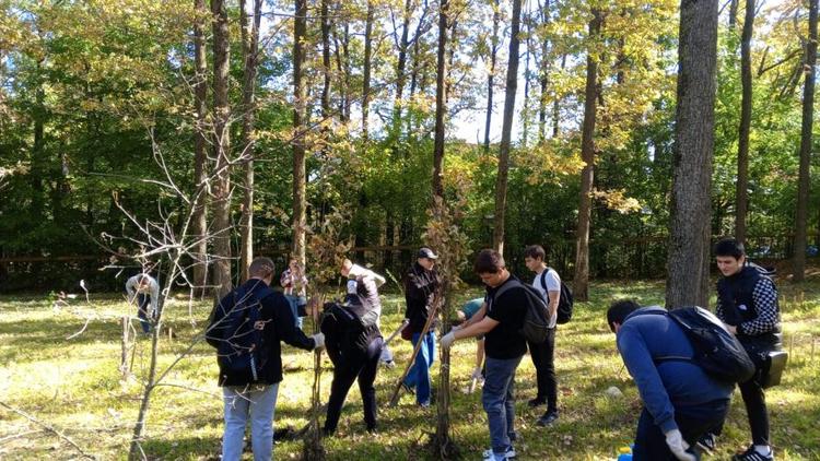 Более 200 молодых деревьев посадили в Ленинском районе Ставрополя