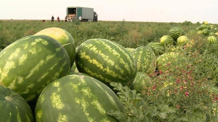 Аграрии Ставрополья собрали более 1,3 тысячи тонн бахчевых культур