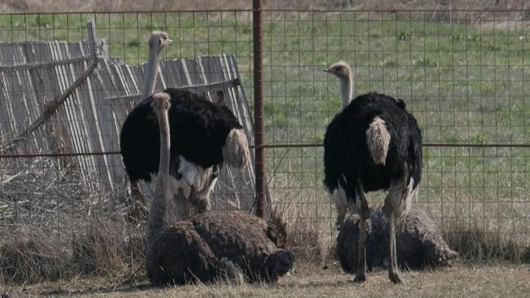Герефорды, страусы и индейки: как развивается сельское хозяйство в Новоалександровском округе Ставрополья