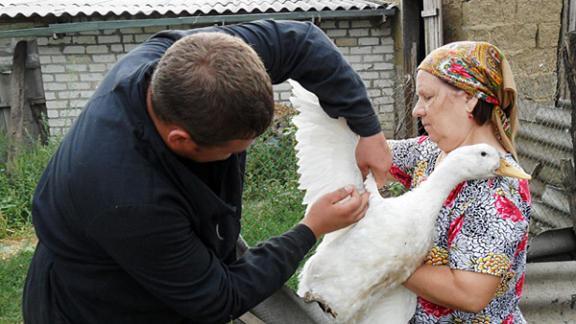 Инфекционных болезней среди животных на Ставрополье стало меньше