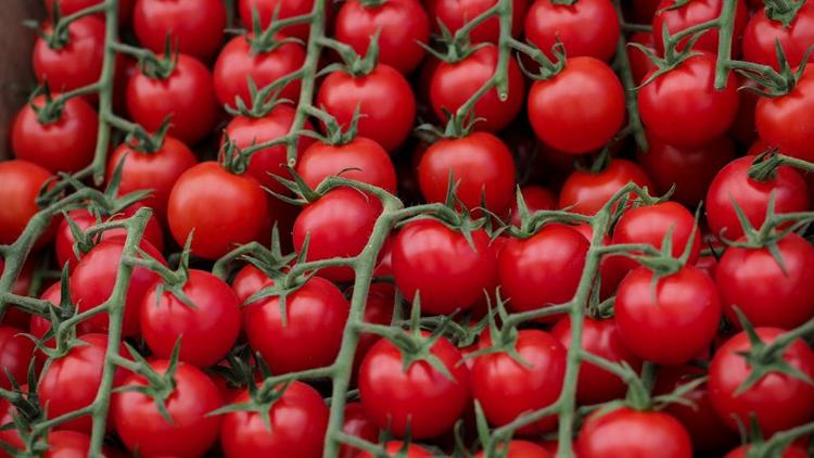 В теплицах на Ставрополье посажены эксклюзивные томаты черри