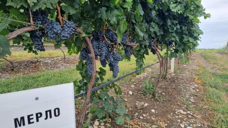 На Ставрополье выплачена рекордная страховая премия в виноградарстве