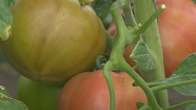 Ставропольский фермер выращивает помидоры-гиганты