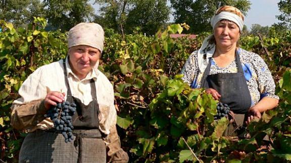 Урожай винограда благодаря жаркому лету на Ставрополье отличный