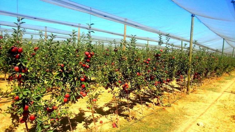 На Ставрополье собрали более 560 тонн урожая яблок