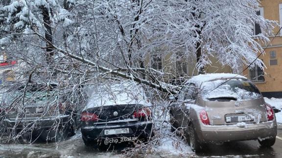 На платной парковке Ставрополя дерево свалилось на машины