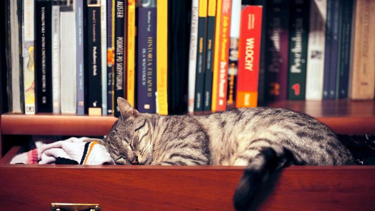 Факты о библиотечных котах рассказали сотрудники Безопасненской сельской библиотеки