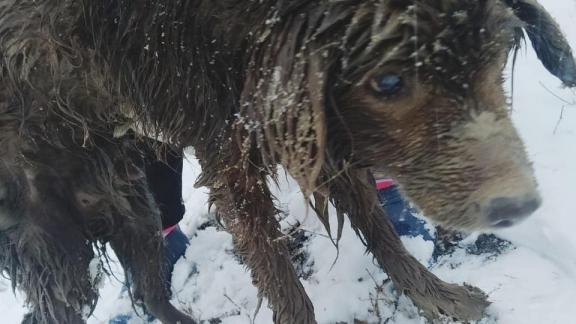 В Изобильном спасатели вызволили собаку из ледяной воды