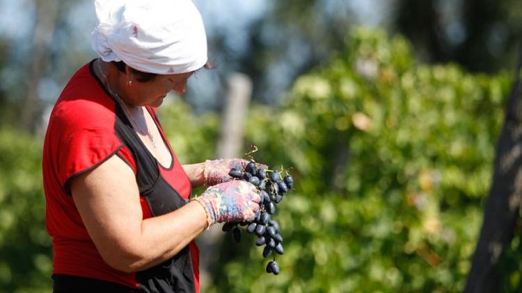 Ставрополье вносит предложения в законопроект о развитии виноградарства