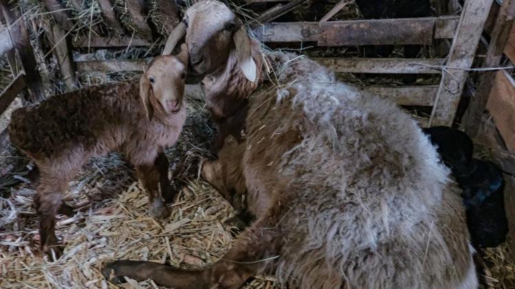 На Ставрополье произведено 4,3 тысячи тонн овечьей шерсти