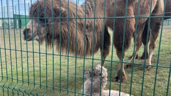 В зоопарке Новоселицкого округа на свет появился верблюжонок