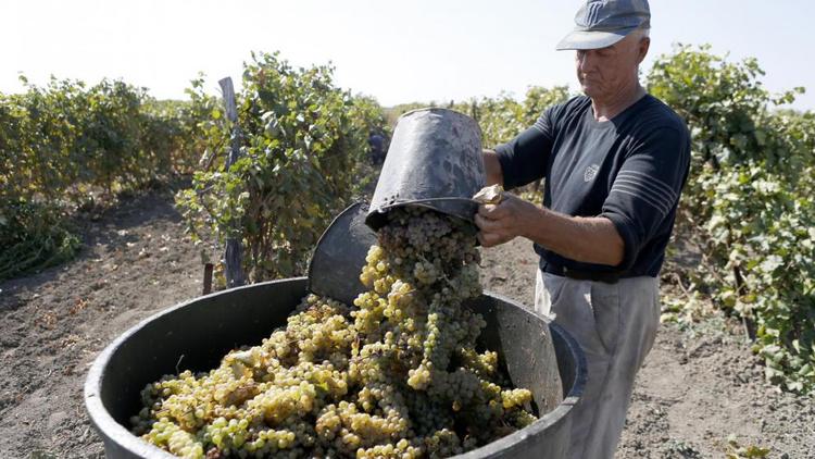 На Ставрополье планируют заложить 300 гектаров виноградников