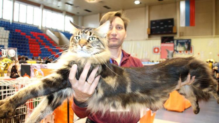 В Невинномысске международная выставка кошек собрала сотню мурлык двадцати пород