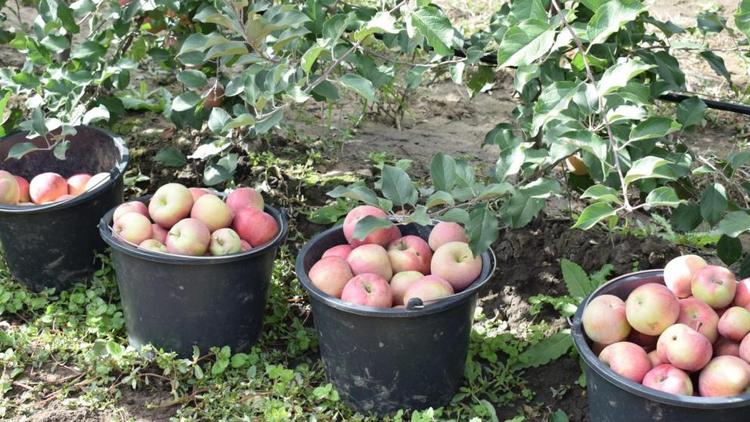 На Ставрополье соберут богатый урожай яблок