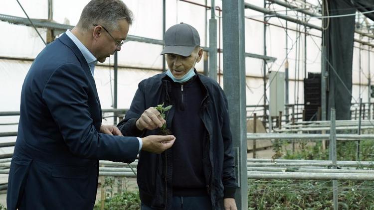 Развитию цветочного тепличного комплекса в Кочубеевском округе Ставрополья поможет господдержка