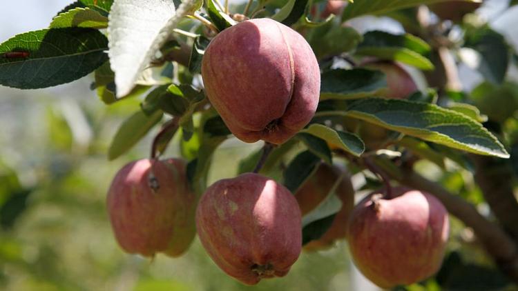 В период санкций на Ставрополье производство фруктов выросло в 1,5 раза
