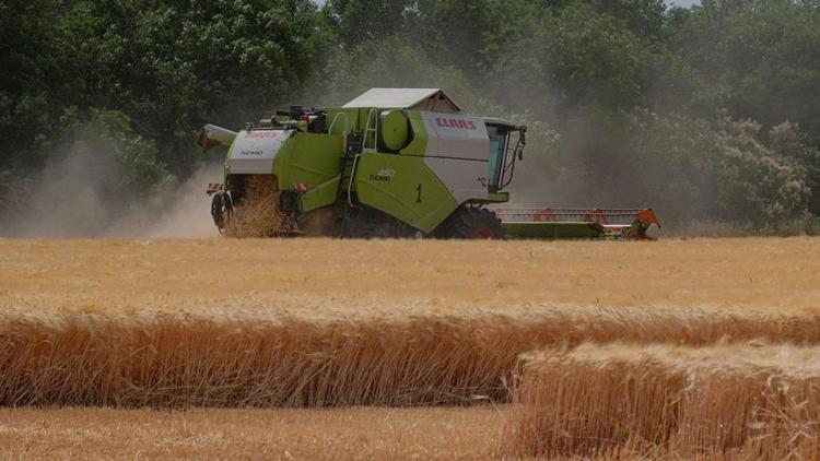 Аграрии Ипатовского округа Ставрополья собрали более 400 тысяч тонн зерна