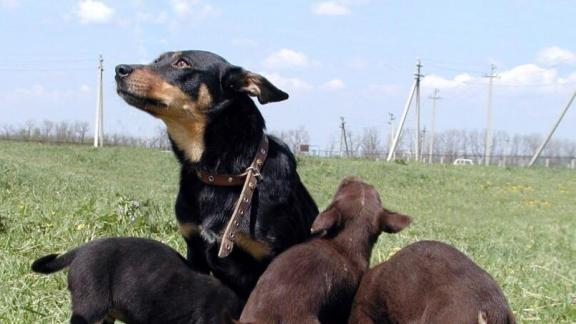 На Ставрополье расширяют племрепродуктор по разведению пастушьих собак