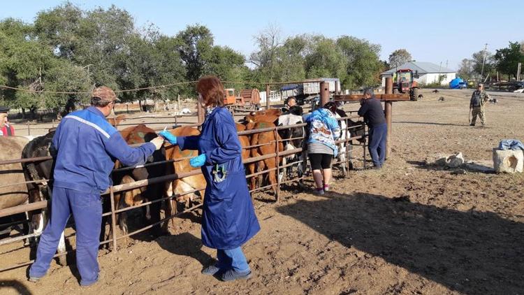 Ставропольские ветеринары прививают крупный рогатый скот от ящура