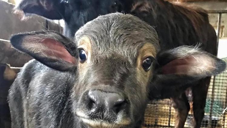 Молочное животноводство – один из залогов обеспечения продовольственной безопасности Ставрополья