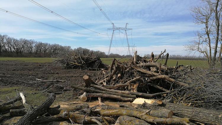 В Георгиевском округе Ставрополья вырубили лесополосу из 642 деревьев