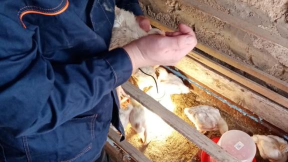 В Арзгирском районе Ставрополья вакцинируют домашнюю птицу от болезни Ньюкасла