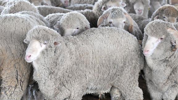 На Ставрополье побывала делегация овцеводов из Казахстана