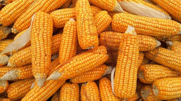 Глава Ставрополья: Край отправил 5 тонн семян кукурузы в Антрацитовский район ЛНР