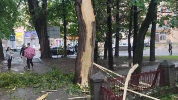 Молния попала в дерево в Кисловодске
